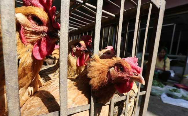 China Reports 1st Human Instance Of H3N8 Bird Influenza, 4-Year-Old Found Infected