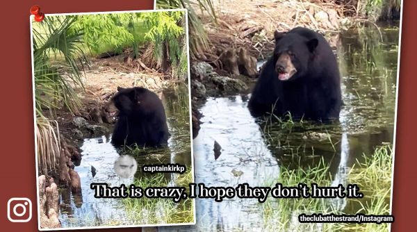 Watch: Huge, lone bear wanders around Florida golf course