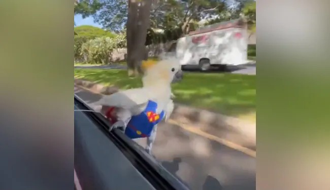 Viral Video: Parrot Enjoys Car Ride Sitting On The Open Car Window