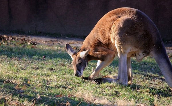 Kangaroo Kills 77-Year-Old Man Who Kept It As Pet In Australia