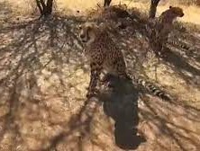 First Look At Cheetahs That'll Be Brought From Namibia To India Tomorrow