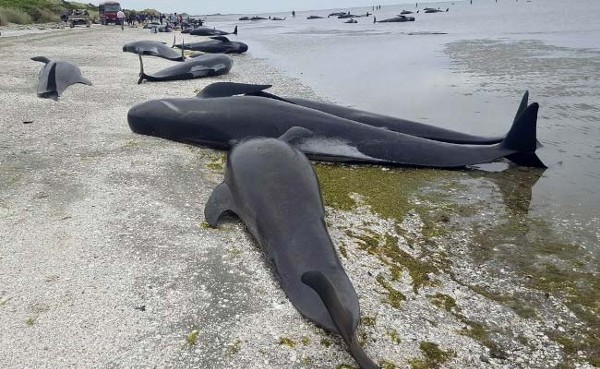500 Pilot Whales Die In New Zealand, Shark Attack Risk Rules Out Rescue