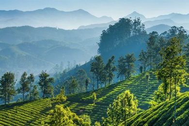 Bookmark These 5 Things To Do In Munnar On Your Next Holiday To This Southern Hill Station