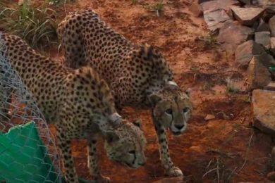 First Kill For 2 Male Cheetahs Brought From Africa
